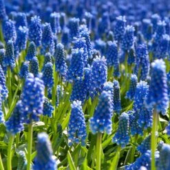 The Sky's The Limit Bulb Collection 10 The Sky's The Limit Bulb Collection -High country gradens muscari armeniacum grape hyacinth cropped