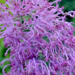 Stranger Than Fiction Flower Bulb Collection 18 Stranger Than Fiction Flower Bulb Collection -High country gradens muscari comosum plumosum cotton candy muscari cropped