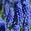 Grape Hyacinth -High country gradens muscari armeniacum 71200 2 web