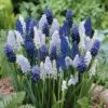 Delft Blue Grape Hyacinth Mix -High country gradens muscaridelftbluemix1