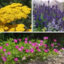 My Soil Is Like A Brick Collection -High country gradens my soil is like a brick coll 8 26 25