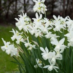 Thalia Daffodil -High country gradens narcissus triandrus daffodil white thalia1