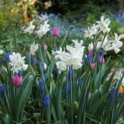 Thalia Daffodil -High country gradens narcissus triandrus daffodil white thalia2