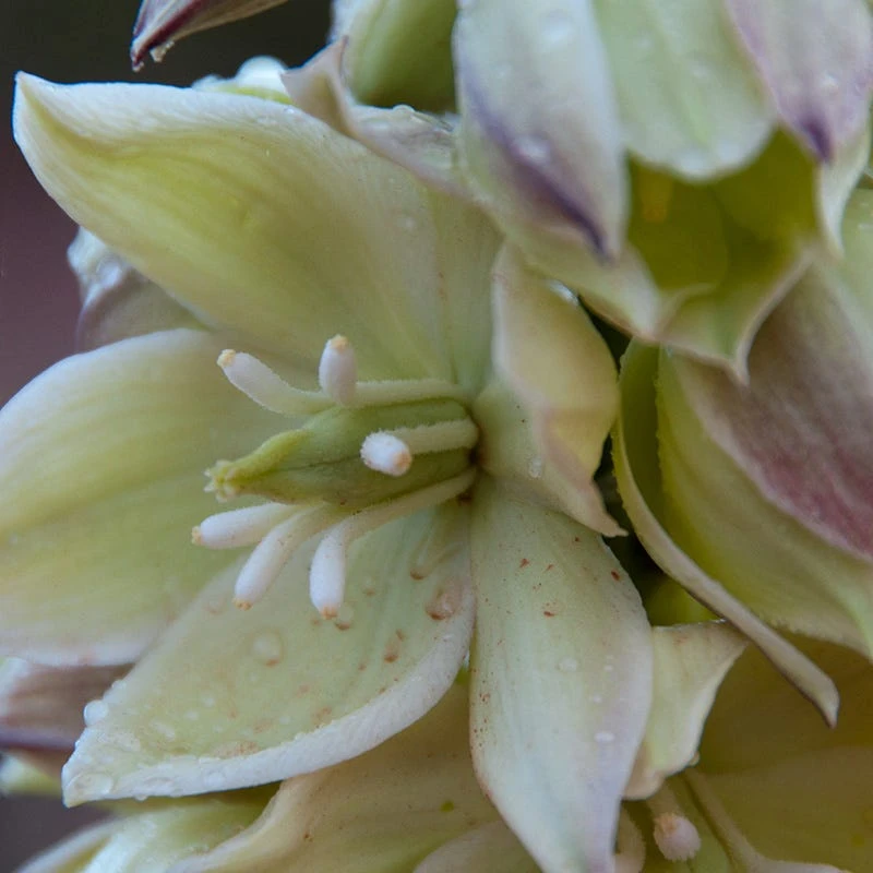 Narrowleaf Yucca 4 Narrowleaf Yucca - Image 2