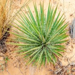 Narrowleaf Yucca 7 Narrowleaf Yucca -High country gradens narrowleaf yucca sq