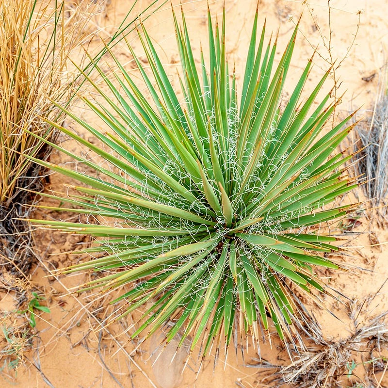 Narrowleaf Yucca 5 Narrowleaf Yucca - Image 3