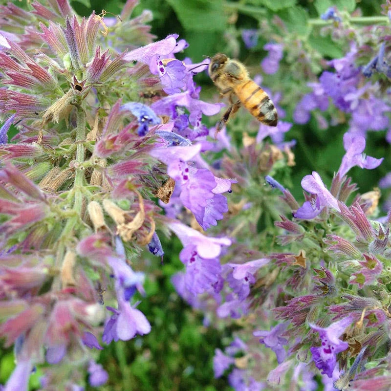 Select Blue Nepeta 3 Select Blue Nepeta