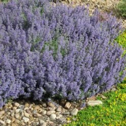 Select Blue Nepeta 7 Select Blue Nepeta -High country gradens nepeta faassenii select blue delosperma nubiginum
