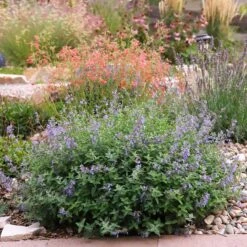 Jumbo Waterwise Extension Collection -High country gradens nepeta harter garden