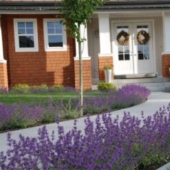 Little Trudy® Nepeta -High country gradens nepeta little trudy catmint must credit plant select 1