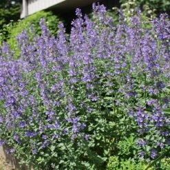 Habitat Hero Birdwatcher Pre-Planned Garden -High country gradens nepeta select blue cropped 1 1