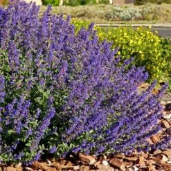 Walker's Deep Blue Nepeta -High country gradens nepeta walkers dark blue 4 cc cropped