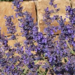 Walker's Deep Blue Nepeta -High country gradens nepeta walkers dark blue close up of flwr cropped