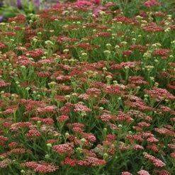 High country gradens -High country gradens new vintage red yarrow 1