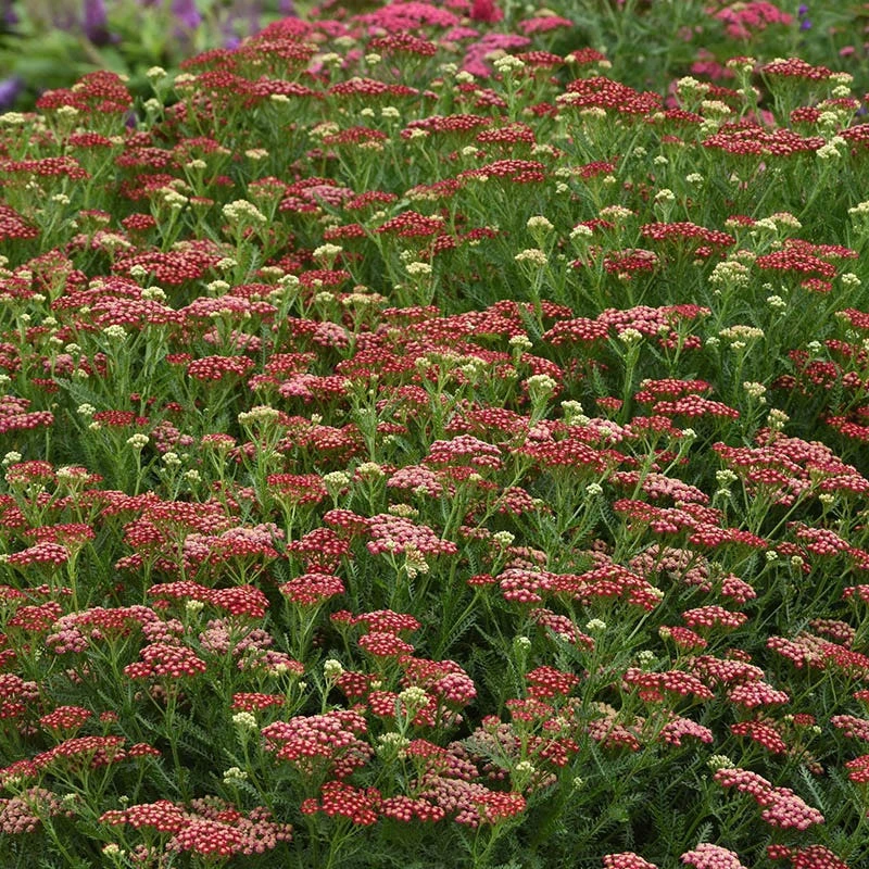 New Vintage™ Red Yarrow 4 New Vintage™ Red Yarrow - Image 2