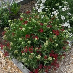 New Vintage™ Red Yarrow 8 New Vintage™ Red Yarrow -High country gradens new vintage red yarrow 2