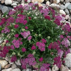 New Vintage™ Red Yarrow 9 New Vintage™ Red Yarrow -High country gradens new vintage red yarrow 3