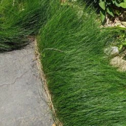 No Mow Lawn Grass Seed -High country gradens no mow grass seed mix tinmount vt