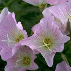 Showy Pink Evening Primrose -High country gradens oenothera pink 2