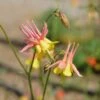 Barneby's Columbine -High country gradens oil shale columbine richards 1