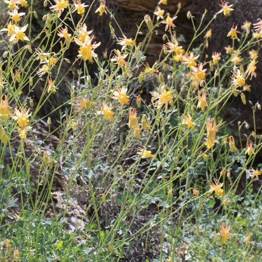 High country gradens -High country gradens oil shale columbine richards 2 510x510 1