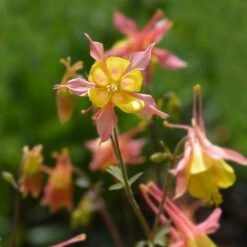 Barneby's Columbine -High country gradens oil shale columbine richards 3
