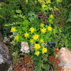 Orange Stonecrop -High country gradens orange stonecrop 3