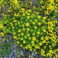 Orange Stonecrop -High country gradens orange stonecrop 4