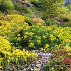 Orange Stonecrop -High country gradens orange stonecrop 5