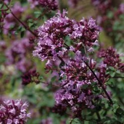 August Afternoons Pre-Planned Garden -High country gradens origanum rotkugel