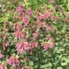 Bristol Cross Oregano 2 Bristol Cross Oregano -High country gradens origanum x bristol cross with foliage
