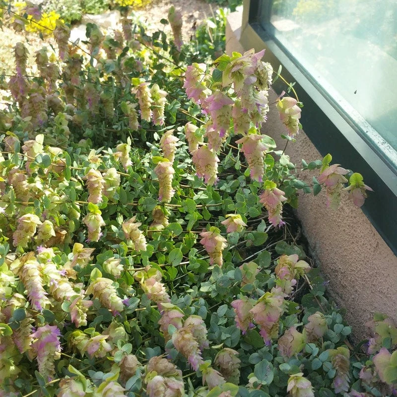 Cascading Hopflower Oregano 4 Cascading Hopflower Oregano - Image 2