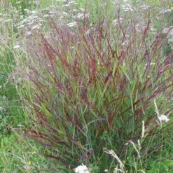 Shenandoah Switch Grass -High country gradens panicum shenandoah hni 01 cropped