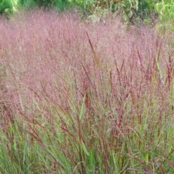 Shenandoah Switch Grass -High country gradens panicum shenandoah hni 1 cropped