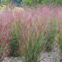 Watershed Wise Pre-Planned Garden -High country gradens panicum shenandoah hni cropped 3
