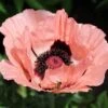 Princess Louise Oriental Poppy -High country gradens papaver orientale princess louise oriental poppy 2