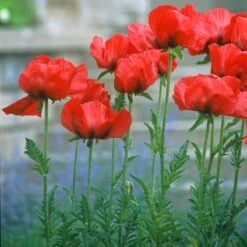 Oriental Poppy Collection (Papaver)