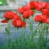 Beauty Of Livermere Oriental Poppy -High country gradens papaver beauty of livermere cropped 3