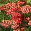 Paprika Yarrow -High country gradens paprika yarrow adobestock cropped