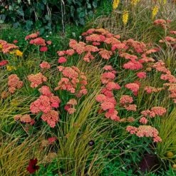Paprika Yarrow -High country gradens paprika yarrow adobestock cropped3