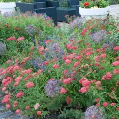 Paprika Yarrow -High country gradens paprika yarrow visi cropped4