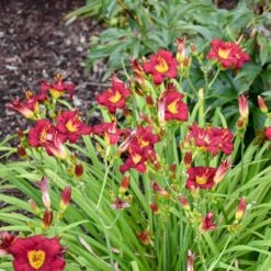 Pardon Me Reblooming Daylily -High country gradens pardon me daylily 2