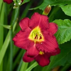 Pardon Me Reblooming Daylily -High country gradens pardon me daylily 3