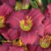 Pardon Me Reblooming Daylily -High country gradens pardon me daylily walters garden 2