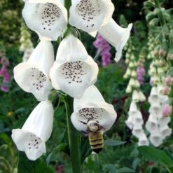 Partial Shade Wildflower Seed Mix -High country gradens partial shade foxglove pollinator
