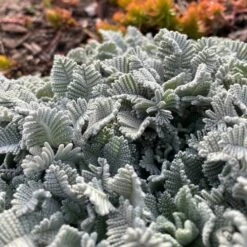 FireSmart Collection - Zone 1 -High country gradens partridge feather tanacetumdensumssp.amani