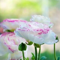 Pastel Ranunculus Mix -High country gradens pastel ranunculus mix pastel persian buttercup mix garden profile
