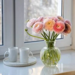 Pastel Ranunculus Mix -High country gradens pastel ranunculus mix pastel persian buttercup mix window still vase