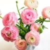 Pastel Ranunculus Mix -High country gradens pastel ranunculus mix vase pink peach white