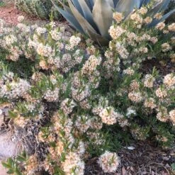 Habitat Hero Birdwatcher Pre-Planned Garden -High country gradens pawnee butes sandcherry sq 1